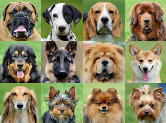 Paw-pular Picks: A Spotlight on the Most Beloved Dog Breeds Today