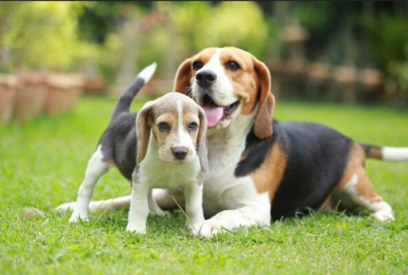 From Paws to Pooches: Navigating the Stages of Puppy Development